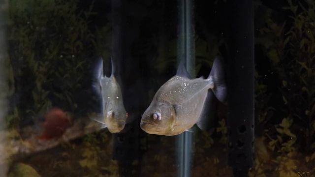 Xingu Black Piranha fish eye exploded UPDATE! смотреть онлайн