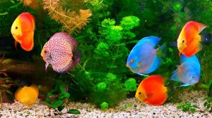 Дискус в 250 л аквариуме. Diskus im 250l Aquarium .Discus Planted Tank.Содержание.