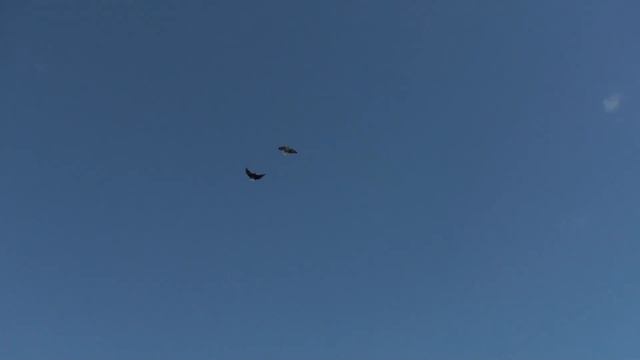 07.06.17 Rutting of young Nikolaev pigeons in Samara. Oleg Kostyakov смотреть онлайн