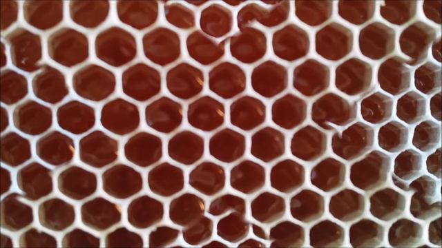 Honey Bees Make Honey. Пчёлы добывают мёд и последующие действия! смотреть онлайн