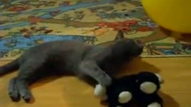 Агент 008 включается от дотрагивания пальчиком к голове (cats funny) смотреть онлайн