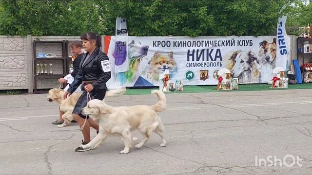 мгновения выставка собак всех пород ркф 28.04.2024 Ника питомник чихуахуа и той-пудель Кастропуло