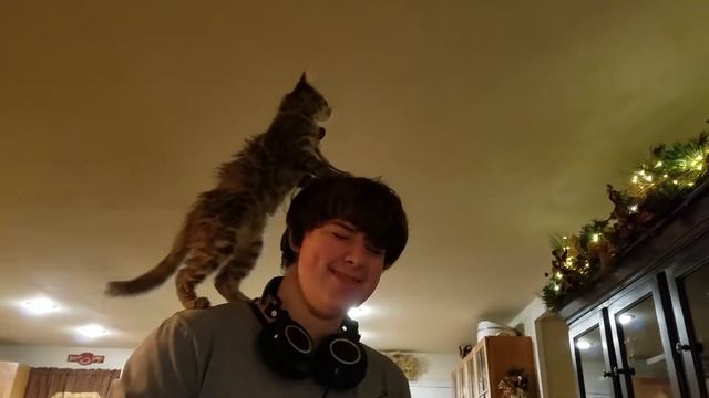 Acrobat Kitty! смотреть онлайн