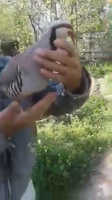 Зов ПОБЕДЫ куропатки !!! Очень красиво поёт)