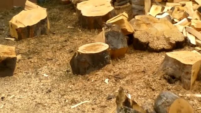 что за животное смотреть онлайн
