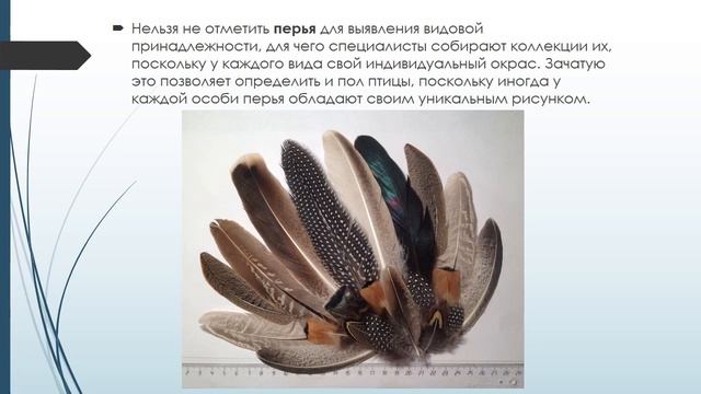 О профессии орнитолога смотреть онлайн