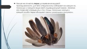 О профессии орнитолога