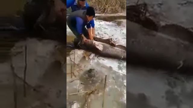 Огромный Сом Казахстан. Рыбалка, много рыбы