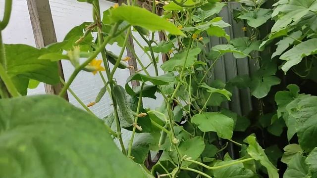 ОГУРЦЫ КУРАЖ В ОДИН СТВОЛ В ТЕПЛИЦЕ У ЗАБОРА НА ТЕПЛЫХ ГРЯДКАХ🥒🥒🥒💯❤️... смотреть онлайн