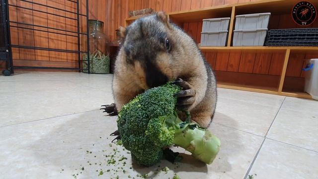 marmot ruined the table and i gave cauliflower смотреть онлайн