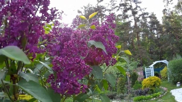 Сирень "Красная Москва"! Начало цветения уже красиво! смотреть онлайн