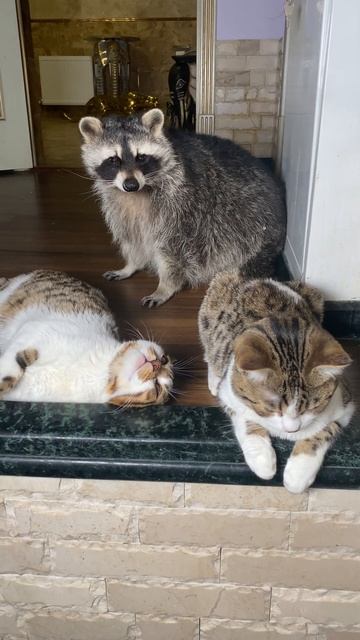 #shorts #cute #raccoon Cats Call The Raccoon To Sleep.