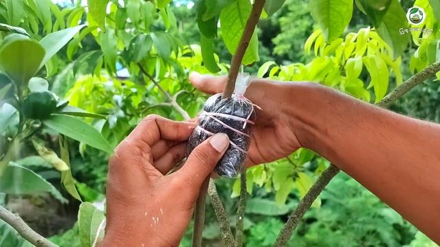 লিচু গাছে কলম করার পদ্ধতি | গুটি কলম পদ্ধতি | How to Air Layering Lychee Tree смотреть онлайн