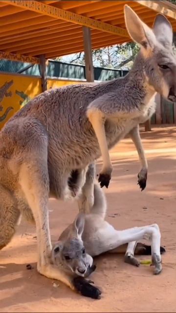 kangaroo at zoo #youtubeshorts #zoo #kangaroo #australia #animals #wildanimals #wildlifephotography смотреть онлайн