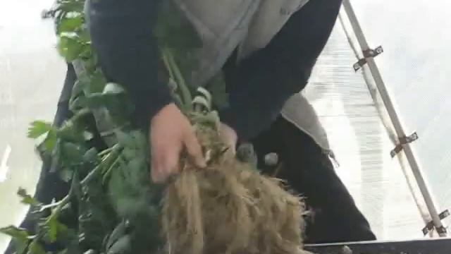 Aquaponic celery root смотреть онлайн