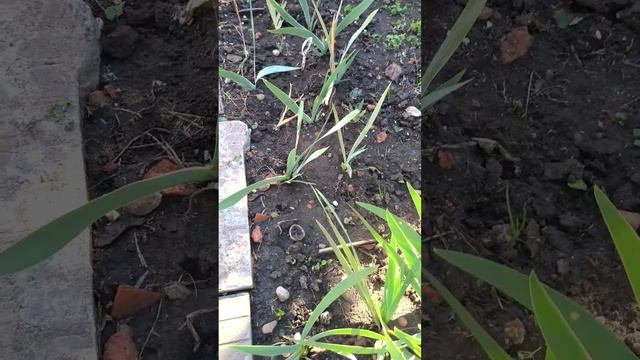 TWINKLE LITTLE STAR (Black '20) MDB. трёхмесячный прирост смотреть онлайн