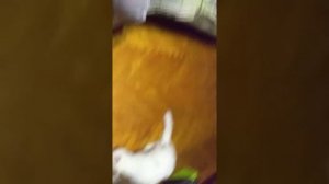 Снег и Борщ!!!