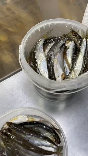 Прилетел свежий Тугунок из Якутии 🔥👍