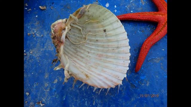 Acanthocardia aculeata, the spiny cockle Sygitikos gulf Chalkidiki Greece смотреть онлайн