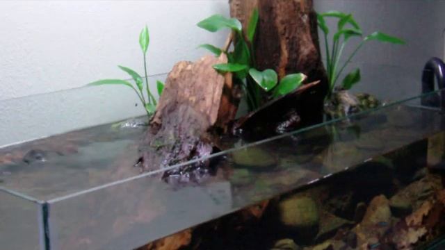 pauldarium amazon biotope смотреть онлайн