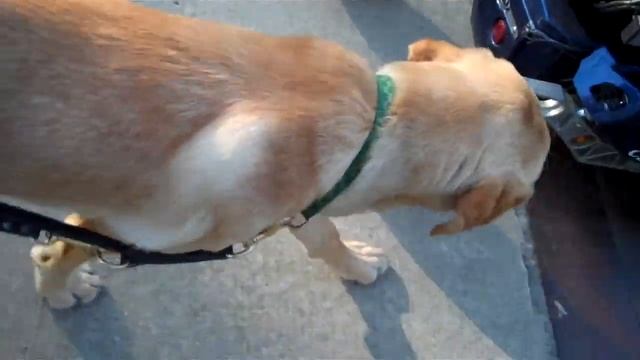 Hosta walking смотреть онлайн