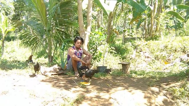 ISANG BUO NA PAPAYA PARA SA MANOK KO | MAUBOS KAYA смотреть онлайн