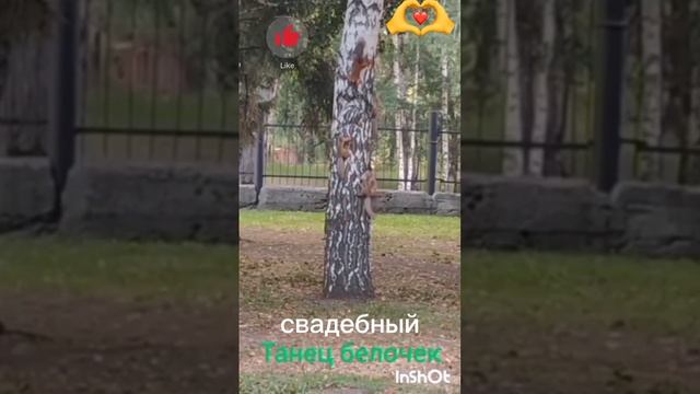 СВАДЕБНЫЙ ТАНЕЦ БЕЛОЧЕК смотреть онлайн