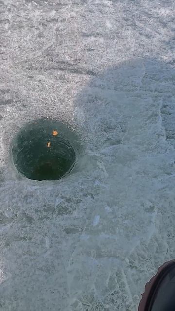 Вот это окунь! Не лезет в лунку #рыбацкий #рыбалка #рыбалкавбашкирии