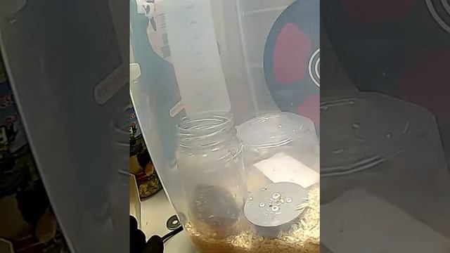 Mus Musculus & Peanut Butter смотреть онлайн