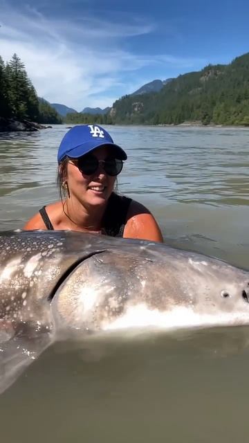Massive River Monster!😍 #Monster #Fish #Canada #Ogopogo #RiverMonster #Sturgeon #FraserRiver
