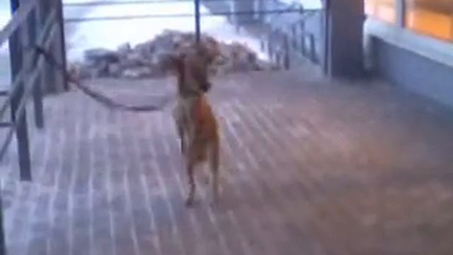 Собавка ждёт хозяйна:)))))))))))))))))))))))))))) смотреть онлайн