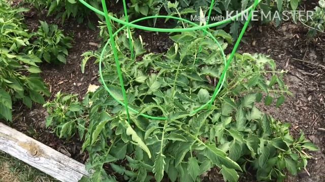 Shokher Bagan 2020 USA Michigan/তিনটি উপায়ে টমেটো গাছের পলিনেশন/ Sylheti Vlog смотреть онлайн