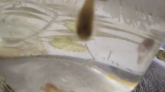 гуппи види 3 смотреть онлайн