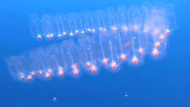 Pelagic Shark смотреть онлайн