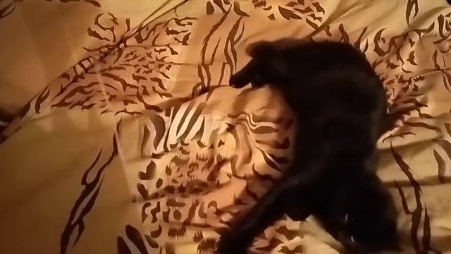 Тренировка кошки перед ловлей мышек 🐁🐈⬛#кошки #животные смотреть онлайн