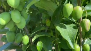 Колоновидная слива в чем плюсы. Сравнение с обычным деревом.