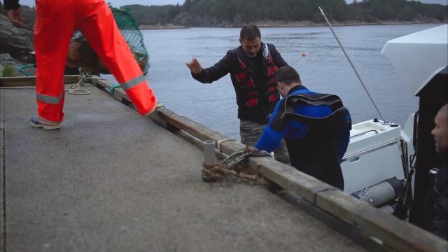 Kamskjell, Pecten maximus, i Øygarden смотреть онлайн