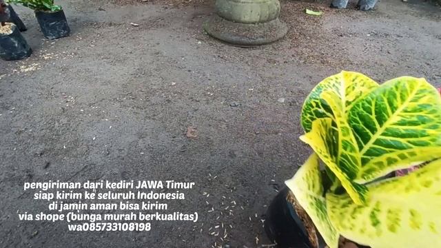 puring daun lebar harga 35.000 смотреть онлайн