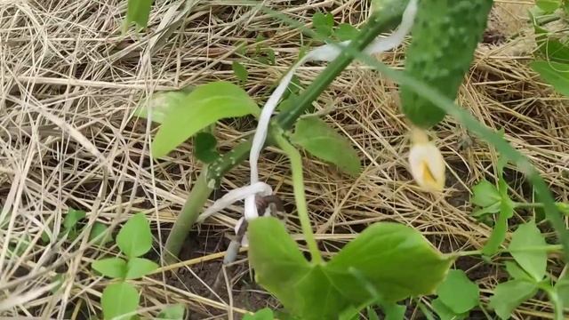 Огородные выходные 28 мая 2022.Первые огурчики.Поспела земляника.Перцы и баклажаны в открытом грунт смотреть онлайн