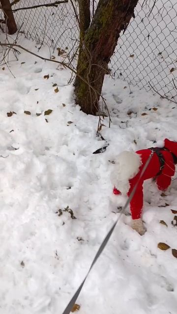 Самое время показать новогодний комбинезон