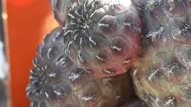 Cactus Colección. SULCOREBUTIA RAUSCHII. Data. Reproducción.