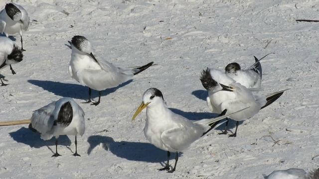 Tern on Siesta Beach: Elegant Tern X Sandwich Tern смотреть онлайн