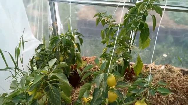 Урожай перца в МО в июне 2018 смотреть онлайн