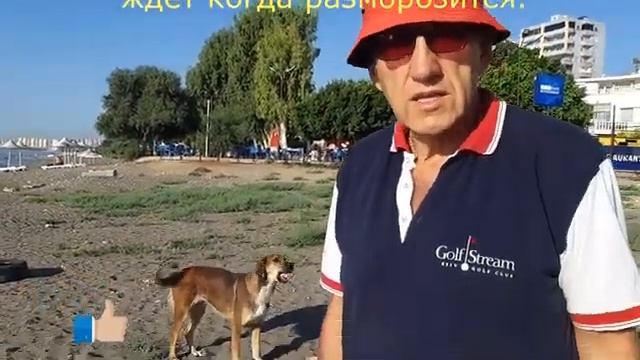 Мечты пенсионеров рушатся. Мы уезжаем из Турции. Собачья жизнь в Мерсине. смотреть онлайн