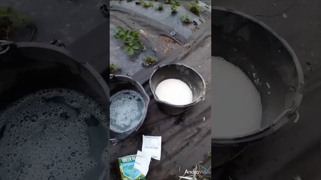 Обработка клубники медесодержащим препаратом.