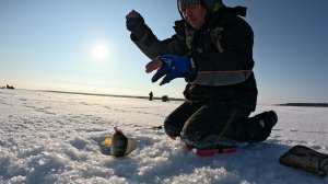 Весенний голодный окунь даёт жару. рыбалка в ЯНАО