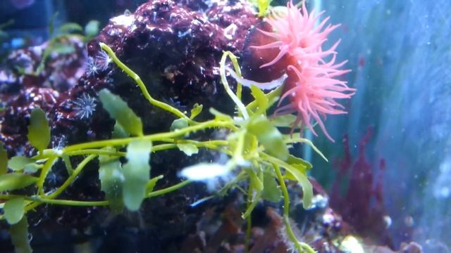 Nourrissage Anémone Tomate Actinia Equina Aux Artémias