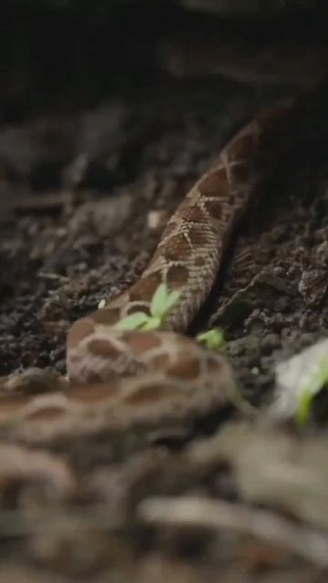top 4 India's most venous snake #snakeinvasai #shorts #short #shortvideo смотреть онлайн