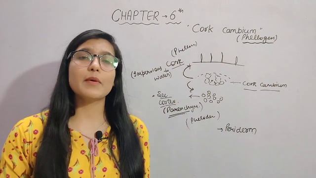 CORK CAMBIUM||ANATOMY OF FLOWERING PLANTS||CH-6||CLASS-11TH||BIOLOGY смотреть онлайн