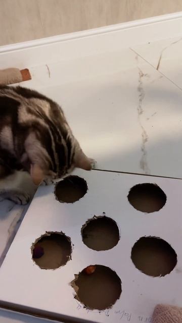 Игрушка для кота из коробки #коты #кот #котейка #кошка смотреть онлайн